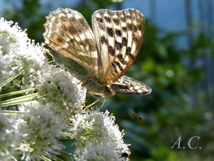 farfalla da archivio